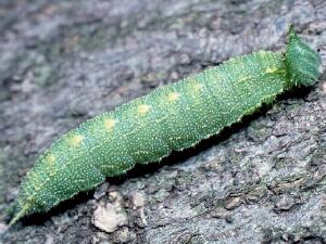 Asterocampa celtis