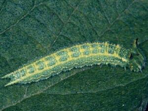 Asterocampa celtis