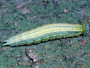 Asterocampa clyton