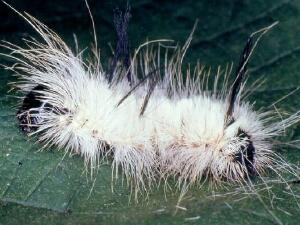 Acronicta americana