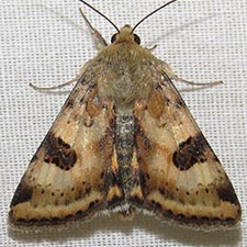 Heliothis australis