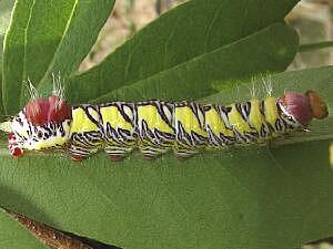 Truncaptera inopinata