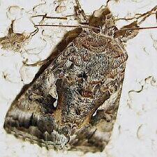 Autographa californica