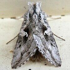 Autographa californica