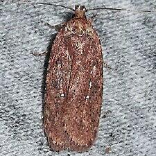 Agonopterix sp.