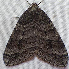 Operophtera danbyi