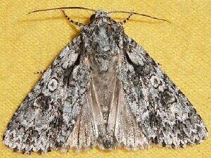 Acronicta marmorata