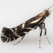 Parornix spiraeifoliella