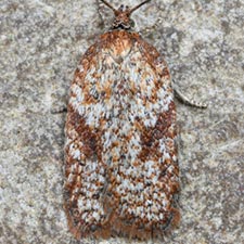 Acleris oxycoccana