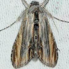 Cucullia eucaena