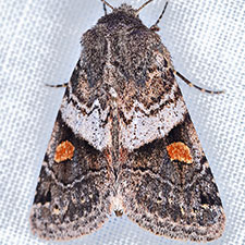 Ulolonche fasciata