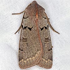 Richia parentalis