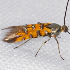 Neoheliodines arizonense