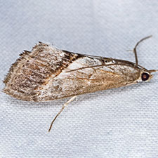 Evergestis obliqualis