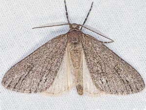 Carphoides inconspicuaria