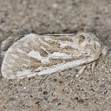 Comadia henrici