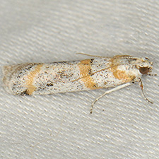 Acroncosa castrella