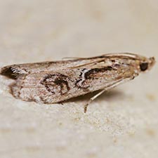 Philocrotona kendalli