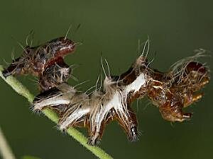 Harrisimemna trisignata