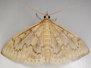 Anania extricalis