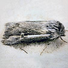 Protogygia whitesandsensis