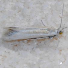 Areniscythris whitesands