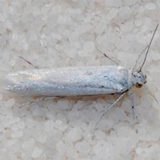 Areniscythris whitesands