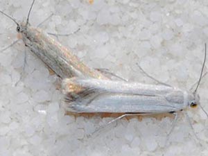 Areniscythris whitesands