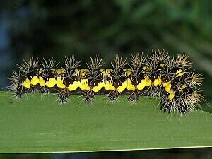 Acronicta oblinita