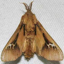 Oiketicus townsendi