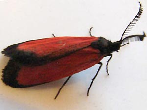 Pyromorpha latercula