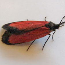 Pyromorpha latercula