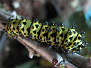 Eupackardia calleta