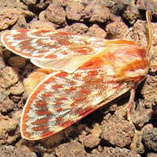 Lophocampa significans