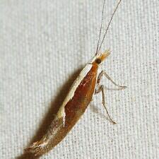 Ypsolopha dentella