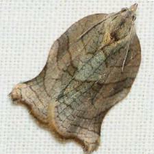 Archips purpurana