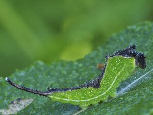 Americerura scitiscripta