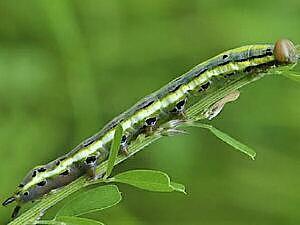 Dasylophia anguina