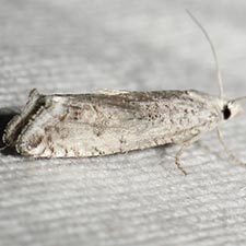 Eucosma pastigiata