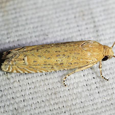 Pelochrista galenapunctana