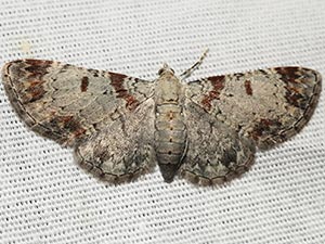 Eupithecia helena