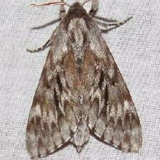 Lapara bombycoides