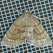 Focillidia texana