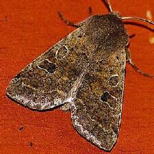 Orthosia hibisci