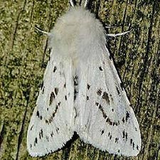 Spilosoma dubia