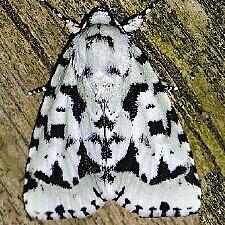 Acronicta fallax