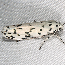 Ethmia notatella