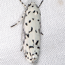 Ethmia notatella