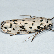 Ethmia notatella