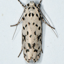 Ethmia notatella